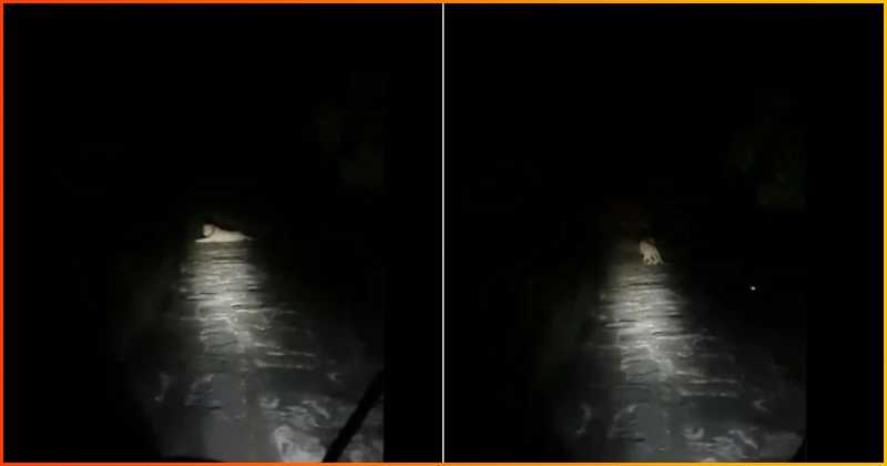 ગુજરાત ગીર સિંહ વિડિઓ: ફોરેસ્ટ ગાર્ડ બાઇક લઇને ઘરે પરત ફરી રહ્યો હતો, રસ્તામાં મળ્યો સિંહ, જુઓ પછી શું થયું