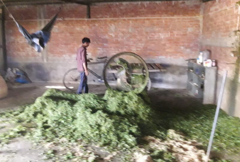 गाय को खिलाया जाता है हरा चारा।