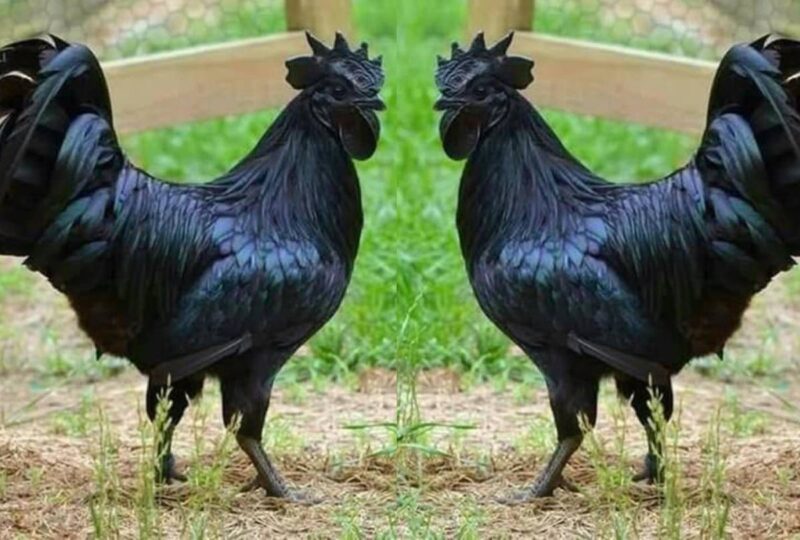 कड़कनाथ मुर्गा