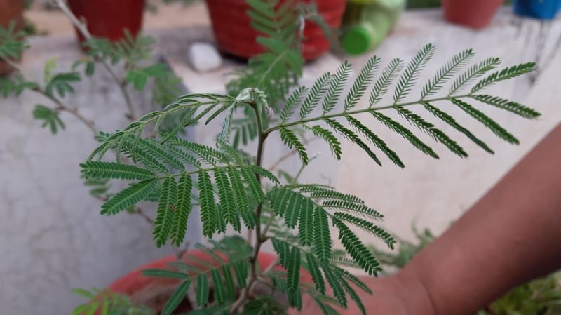 शमी का पौधा