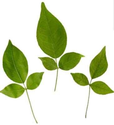 Buy Shree's Bilwa Leaf, Bel Patra, 108 Triplet Aegle marmelos for Lord Shiv Pooja Contain 108 Pieces (Green) Online at Low Prices in India - Amazon.in