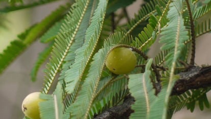 according to vastu these type of plants in home garden to get relief from grah dosh and make life happy