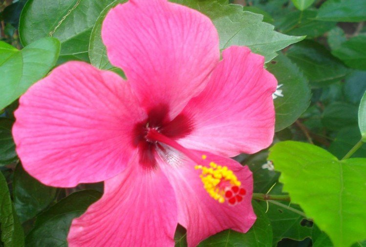 गुड़हल का पुष्प