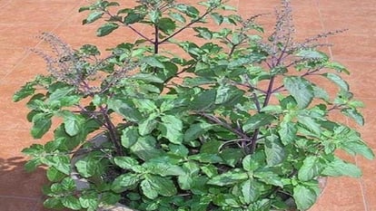 according to vastu these type of plants in home garden to get relief from grah dosh and make life happy