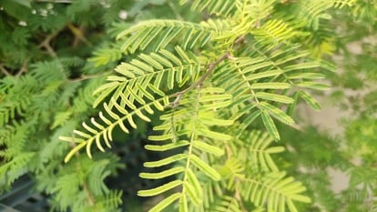 शमी-वृक्ष पूजन का महत्व