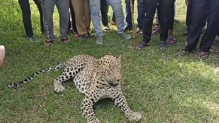 Villagers ride sick leopard in Sonkutch, keep taking selfies, forest department rescues