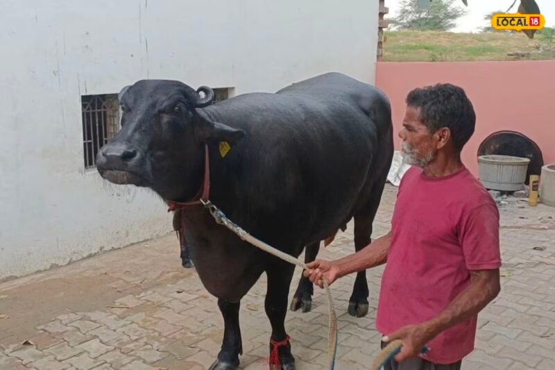 આ ભેંસની કિંમત ફોર્ચ્યુનર કાર કરતાં પણ વધારે છે. આ ભેંસની કિંમત જાણીને તમારી આંખો આશ્ચર્યથી પહોળી થઈ જશે